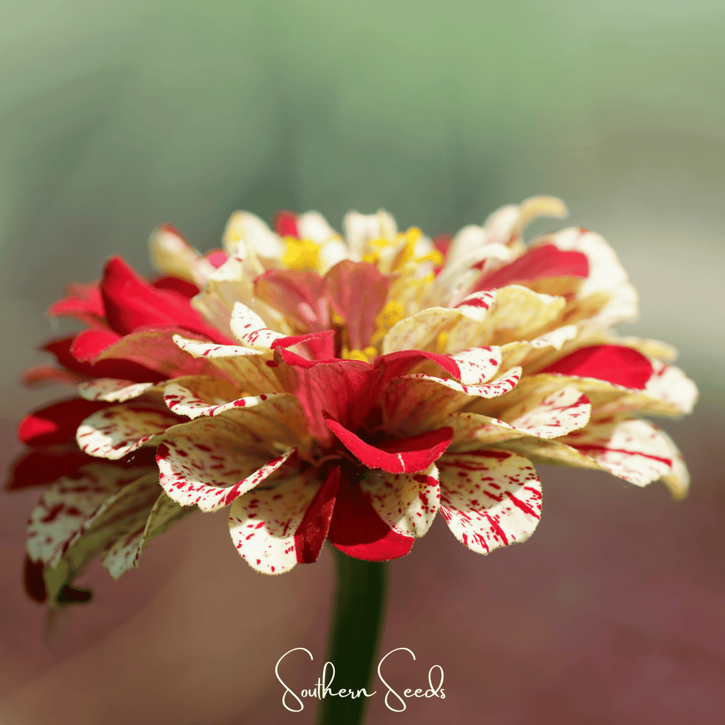 Zinnia flower with layered red, white, and cream petals and a yellow-green center.
