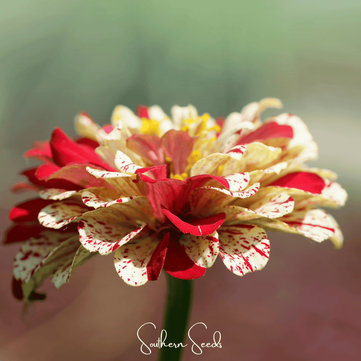 Zinnia flower with layered red, white, and cream petals and a yellow-green center.