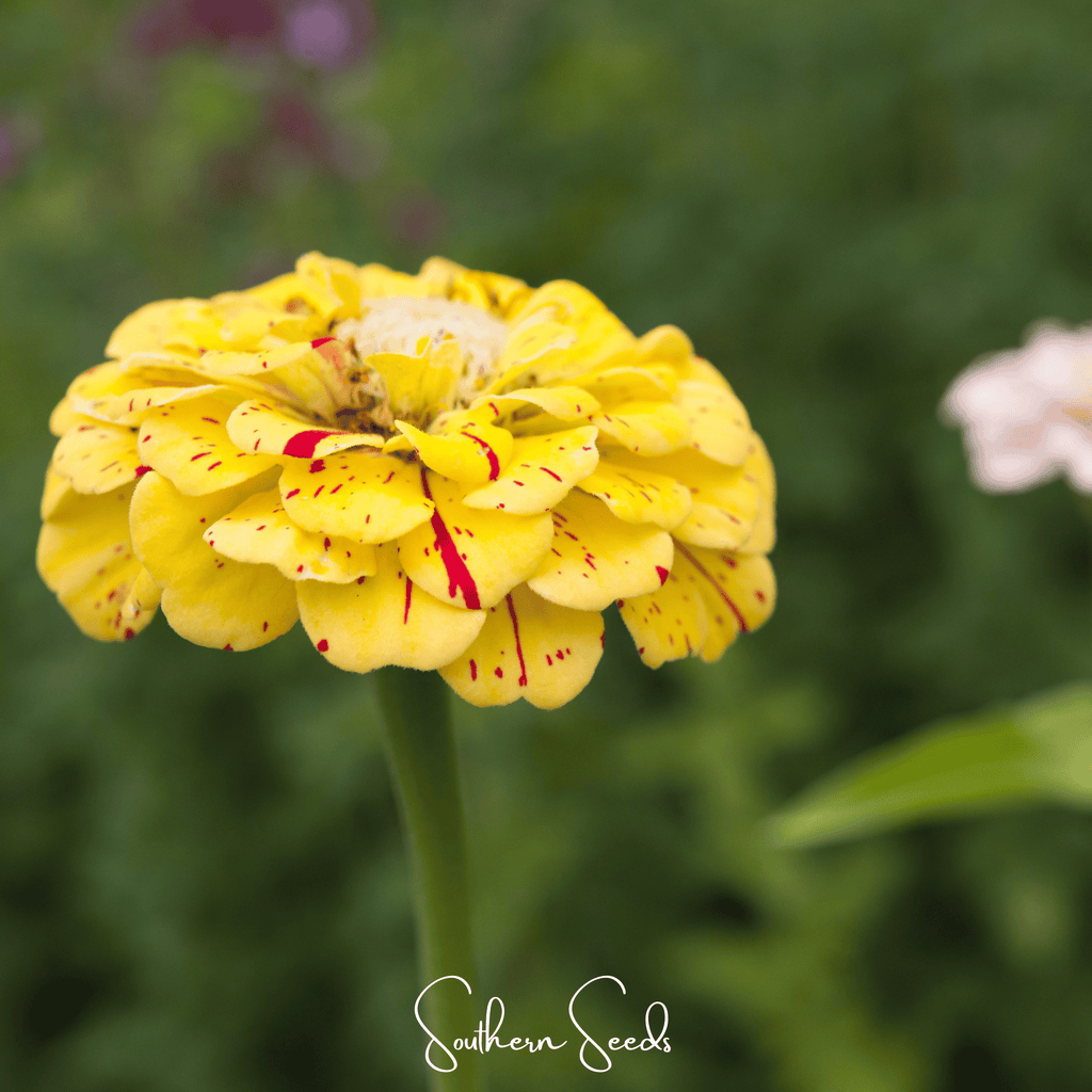 Zinnia flower with yellow petals and red speckled tips, set on green stems.