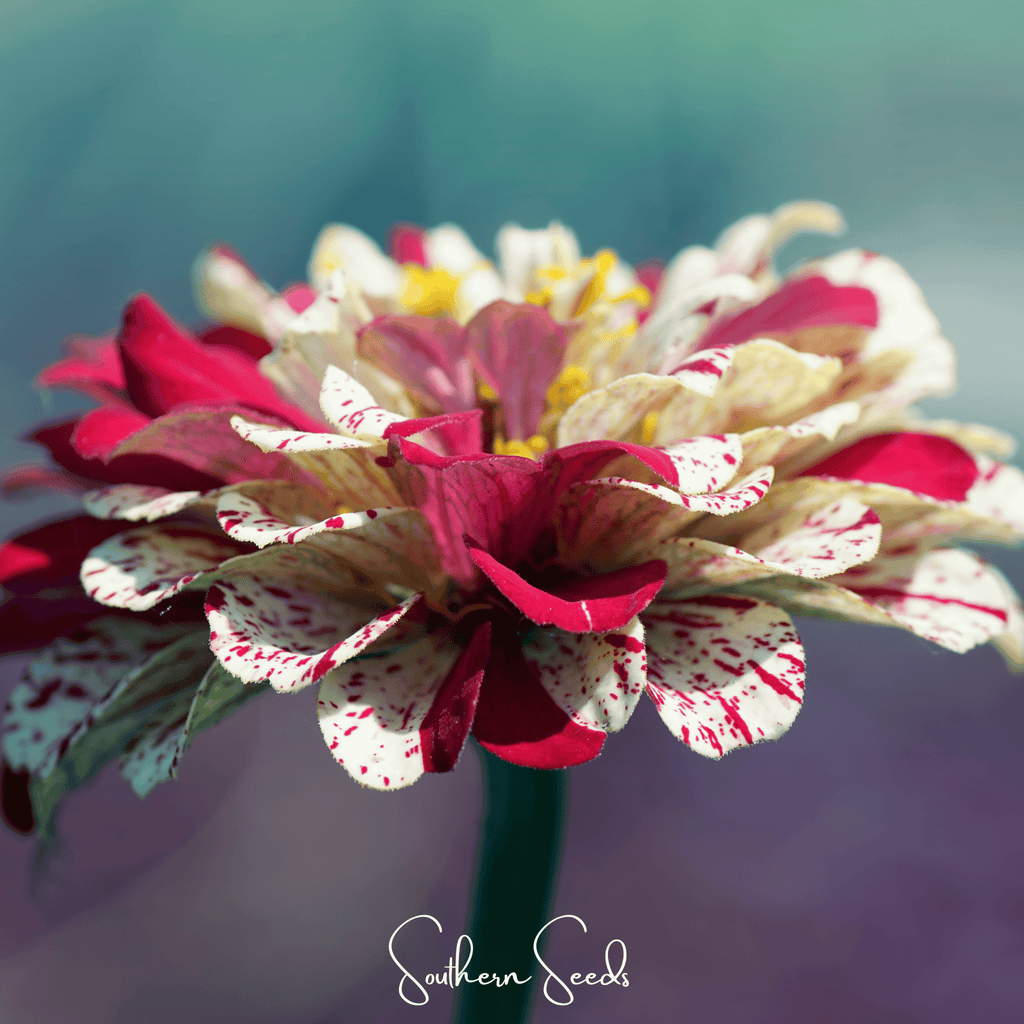 Zinnia flower with red petals and white speckles surrounding a yellow center.