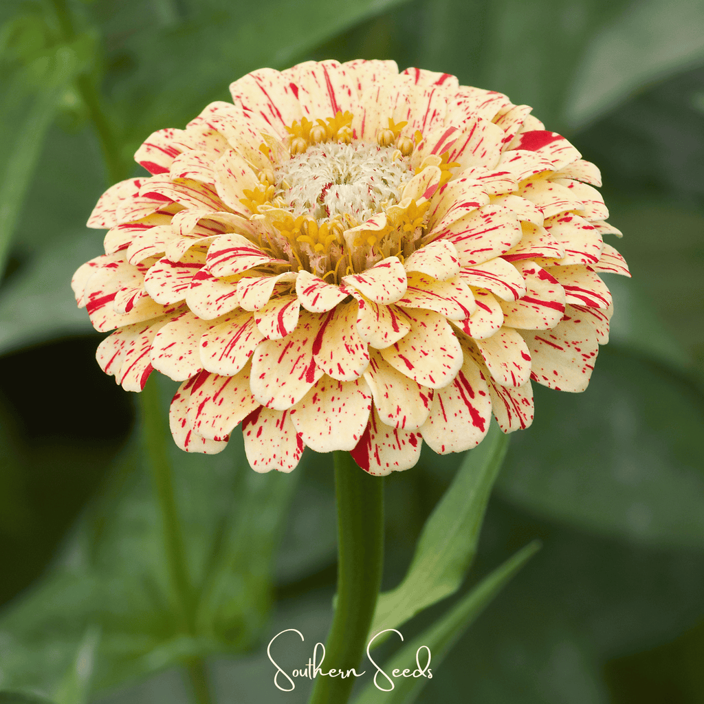 Zinnia flower head with cream-white petals and red speckles around a yellow center.